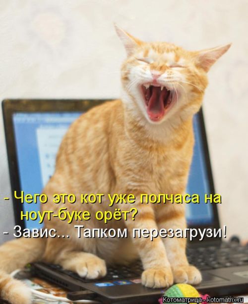 Котоматрицы (картинки с надписями)