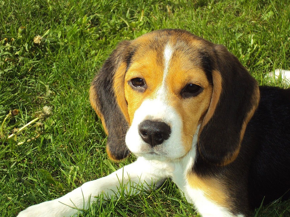 https://360tv.ru/media/uploads/article_images/2018/05/1432_beagle-puppy-2681_960_720.jpg