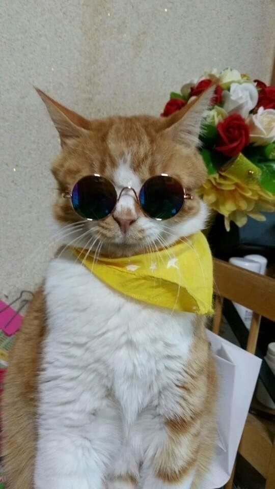 Кошачье лето