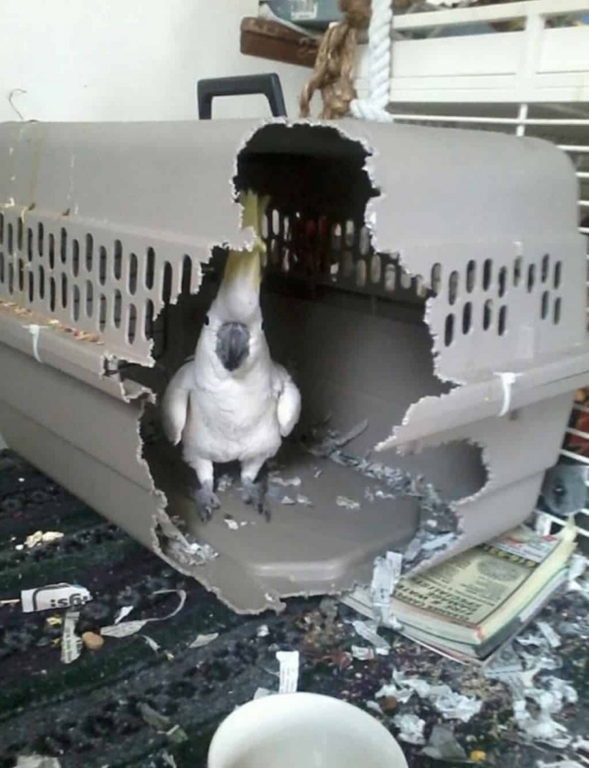 Дебоширы