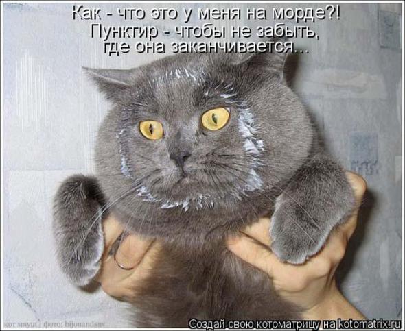 Котоматрицы (картинки с надписями)