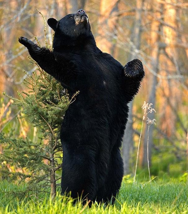 Смешные медведи, ведут себя как люди, забавные медведи