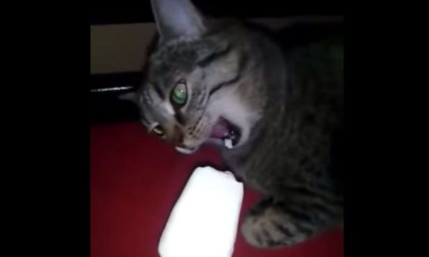 Кошачье лето
