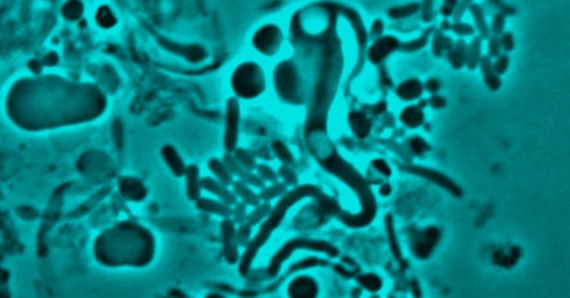 BR: зафиксированы бактерии, устойчивые к последним линиям антибиотиков