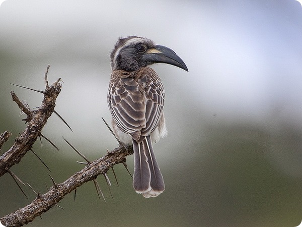 Àôðèêàíñêèé ñåðûé òîê (ëàò. Tockus nasutus)