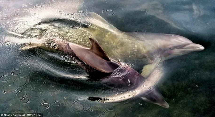 Победители конкурса фотографий животных Creatures Great and Small Победители конкурса фотографий животных Creatures Great and Small