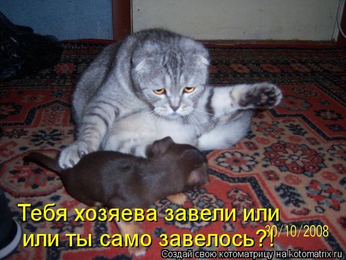 Котоматрицы великолепные, каждая с кусочком тепла, позитива и улыбкой! Котоматрицы великолепные, каждая с кусочком тепла, позитива и улыбкой!