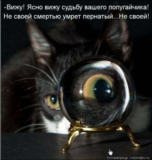 Котоматрицы (картинки с надписями)