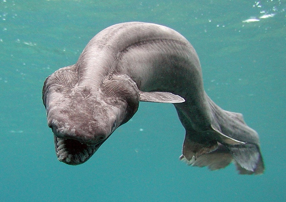 weirdfish01     