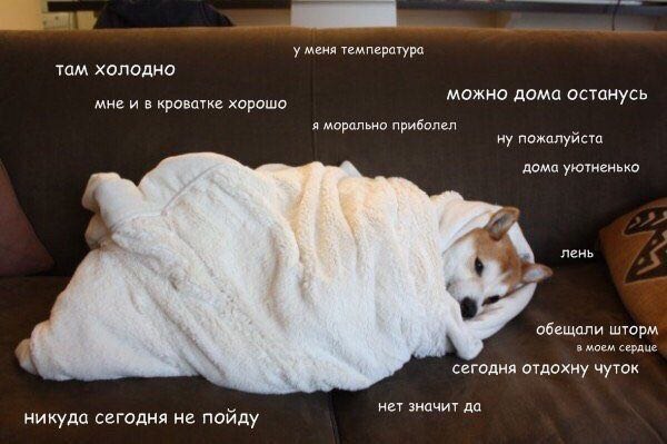 Осенние пятничные котики Осенние пятничные котики