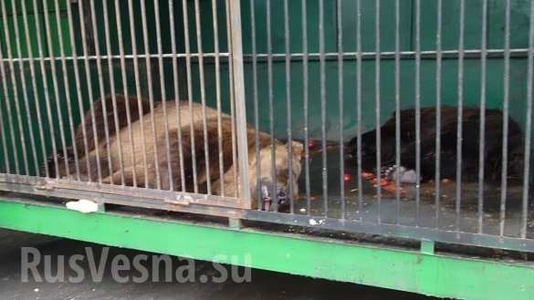 Лагерь смерти для животных: приехавший в Рязань передвижной зоопарк шокировал всех Лагерь смерти для животных: приехавший в Рязань передвижной зоопарк шокировал всех