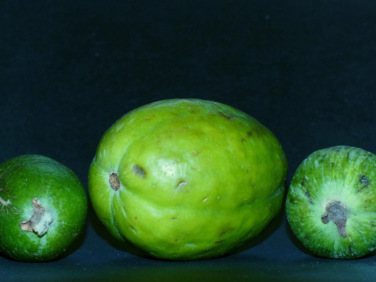 Нутрициолог Гузман рассказала об осторожности при употреблении фейхоа