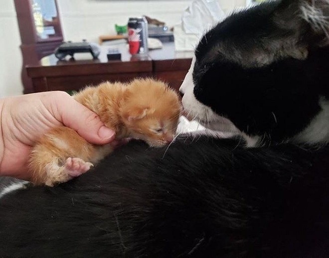 Кот с рыжим котенком Кот и котенок
