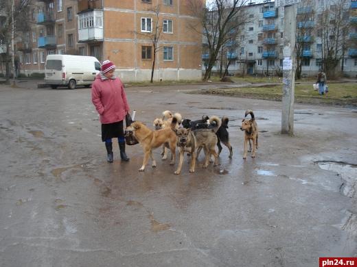 В Острове бродячие собаки нападают на детей : Псковская Лента Новостей / ПЛН