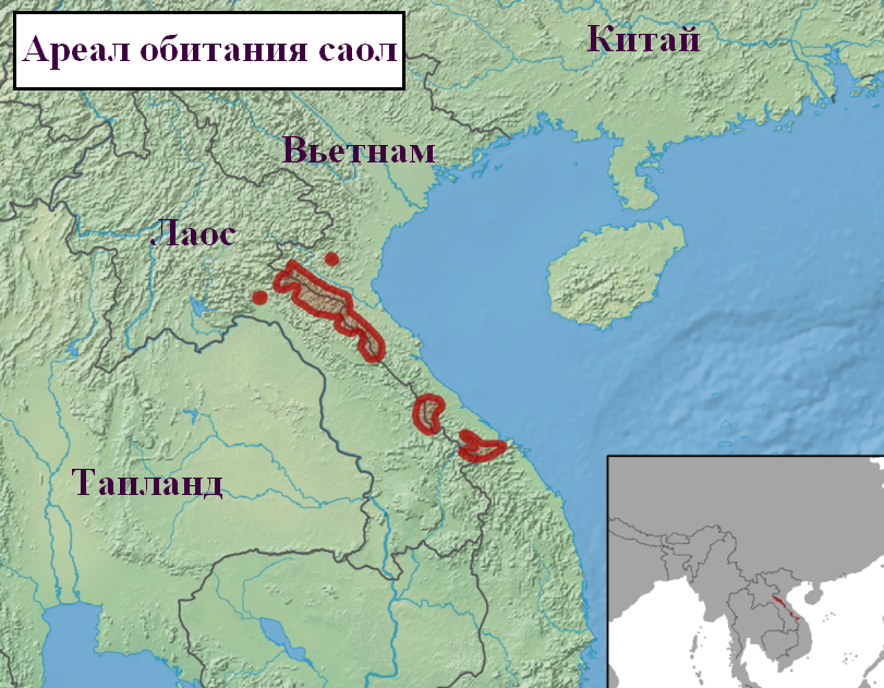 Блог - Саола: редчайшее парнокопытное, которое находится на грани исчезновения Саола: редчайшее парнокопытное, которое находится на грани исчезновения