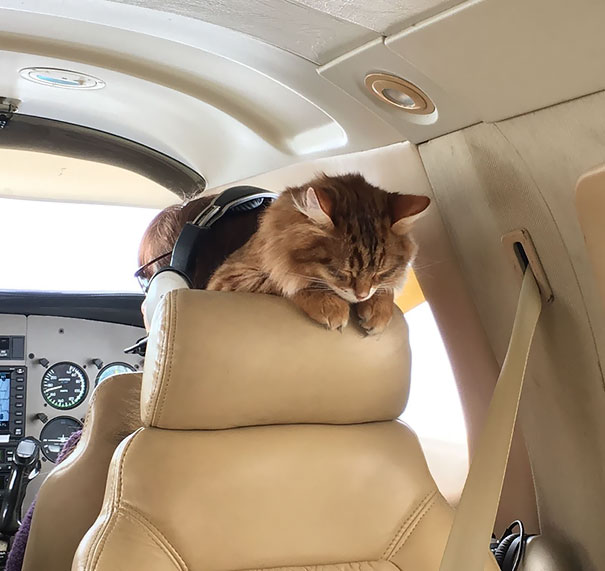 This Is How Desmond Sleeps On A Plane