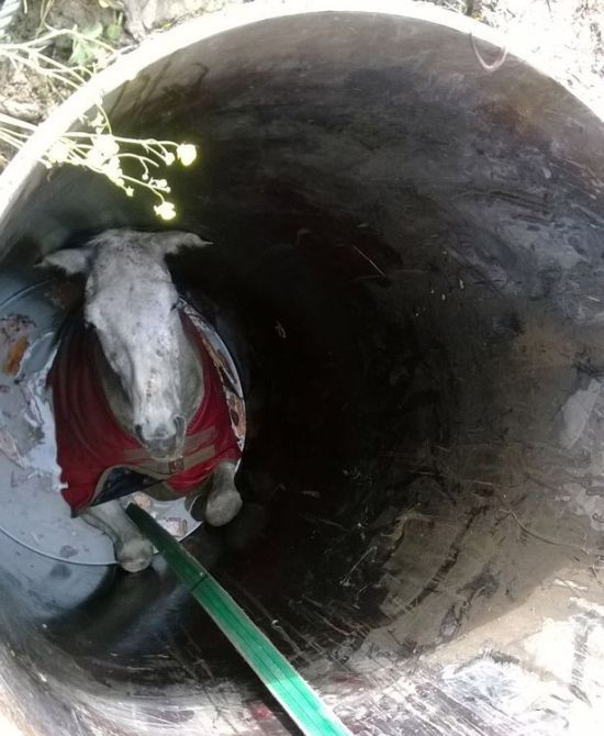 Спасение лошади Спасение лошади