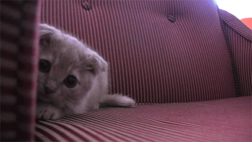 КОТЕЙКИ НА НИЖНЕМ СТАРТЕ. оГИФические. КОТЕЙКИ НА НИЖНЕМ СТАРТЕ. оГИФические.