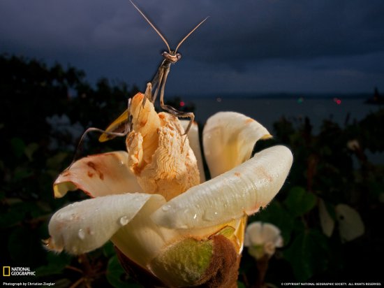 Новые снимки фотокорреспондентов National Geographic