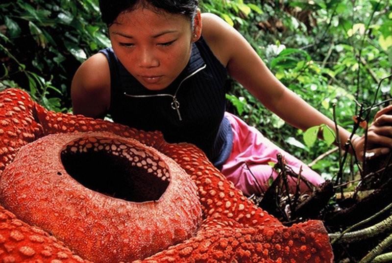 creepyplants50 Самые жуткие растения