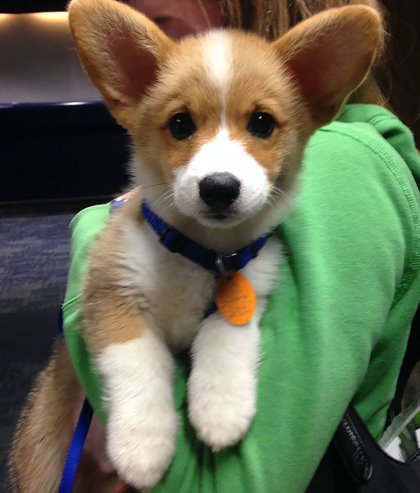 Met This Cute Lil Guy On Our Plane