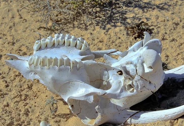 Грюинард, Северная Шотландия – Остров невезения В разгар Второй мировой войны Великобритания решила: поскольку Германия и Япония разрабатывают и тестируют бактериологическое оружие, то можно и нужно делать то же самое. Полигоном был избран островок у берегов Шотландии. Туда завезли полсотни овец, сбросили бомбу… Эффект был велик, и не только для несчастных овец. Война окончилась, а зараженный сибирской язвой остров продолжал источать миазмы на территорию Шотландии. Когда нескольких давно погибших в тылу овец прибило к берегу, тревогу забили не только местные жители, но и ученые, и военным пришлось провести масштабную операцию по очистке территории. Любопытно, что после «очистки» формальдегидом Министерство обороны предложило складировать на этом острове невезения ядерные отходы. На территории России есть «побратим» Грюинарда – остров Возрождения в бывшем Аральском море. В советское время там испытывалось разнообразное биологическое оружие. Остров сравнялся с землей не из-за экспериментов, а вследствие иссушения моря, но даже сейчас в радиусе более ста километров нет никаких признаков жизни.