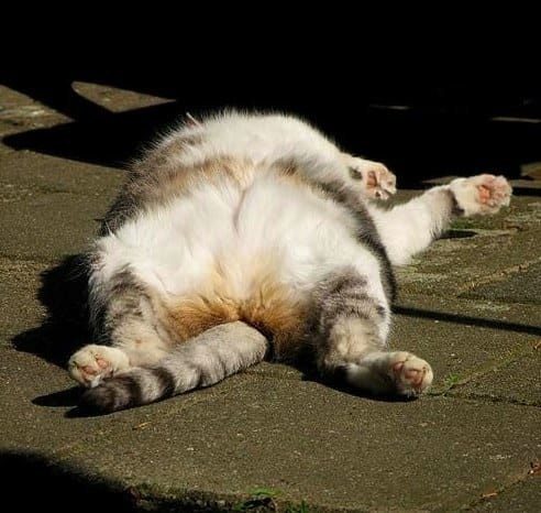 Кошачье лето