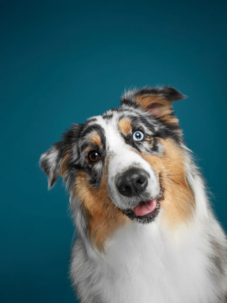 Невероятные портреты собак
