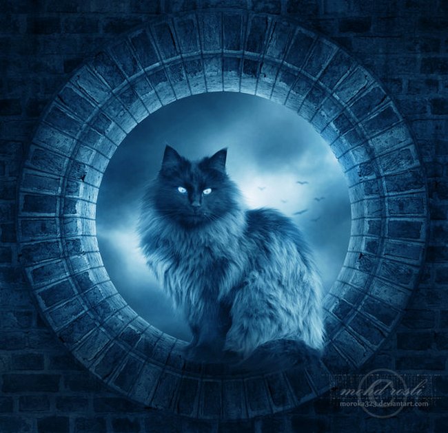 картинки луна и кот онлайн картинки луна и кот