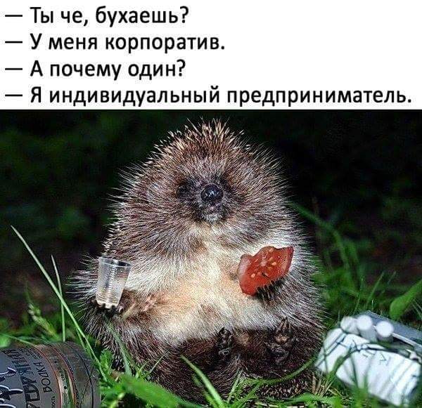 Осенние пятничные котики Осенние пятничные котики