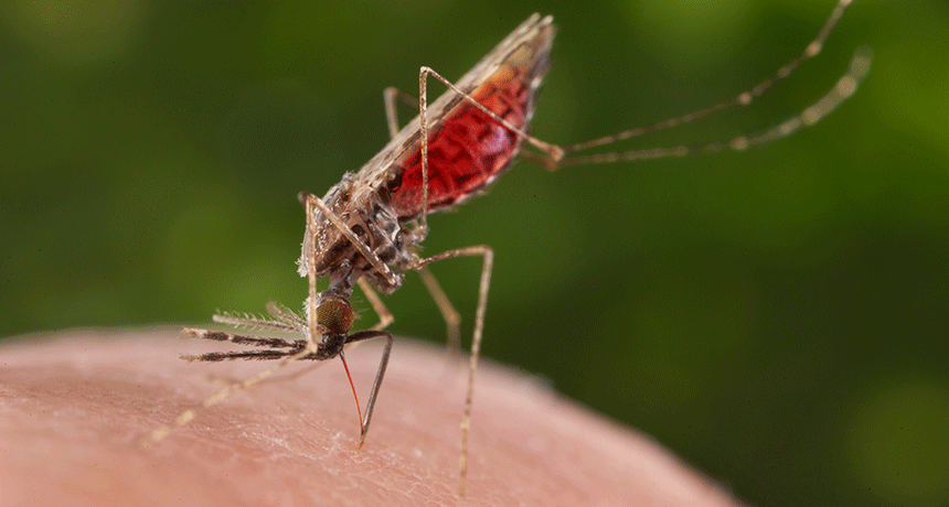 mosquito feeding