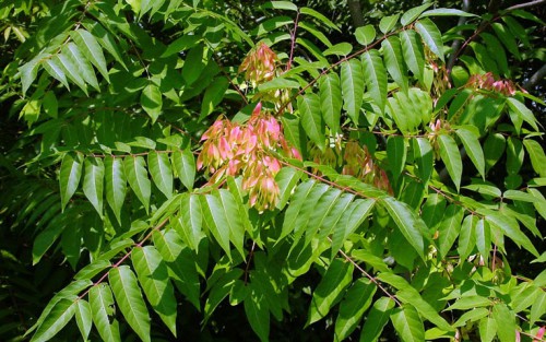 САД, ЦВЕТНИК И ОГОРОД. Айлант (лат. Ailanthus) САД, ЦВЕТНИК И ОГОРОД. Айлант (лат. Ailanthus)