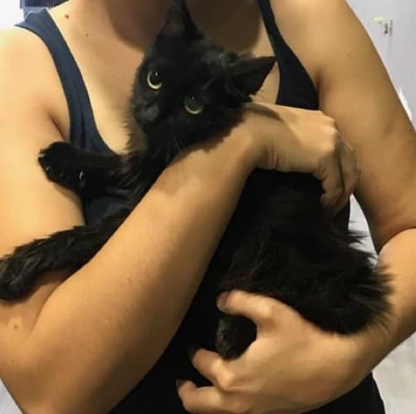 спасение котенка котенок на руках