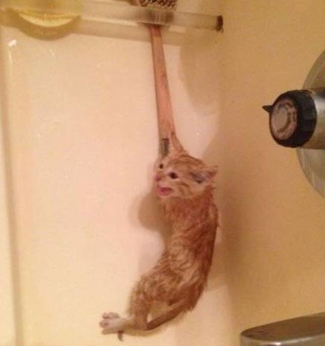 Животные, для которых купание страшнее всего на свете) Животные, для которых купание страшнее всего на свете)