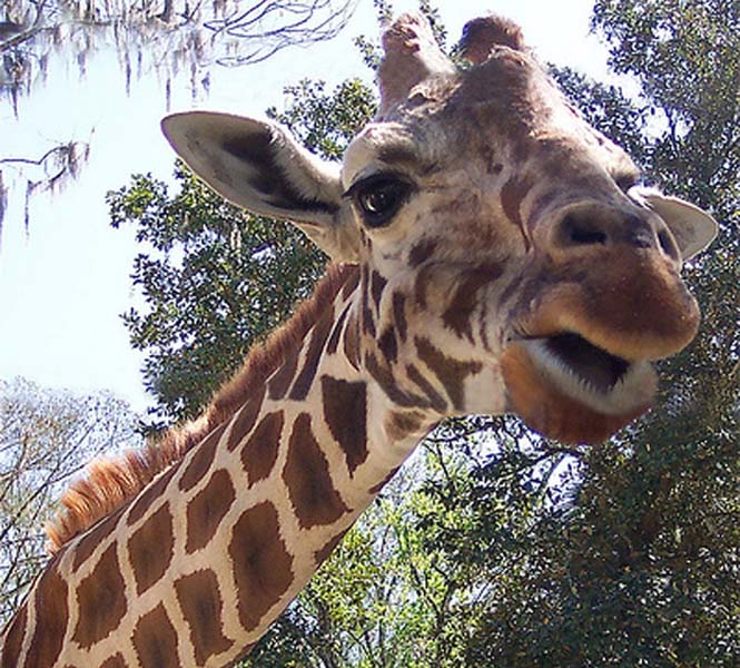 animals 52 � ��� ����������� ������