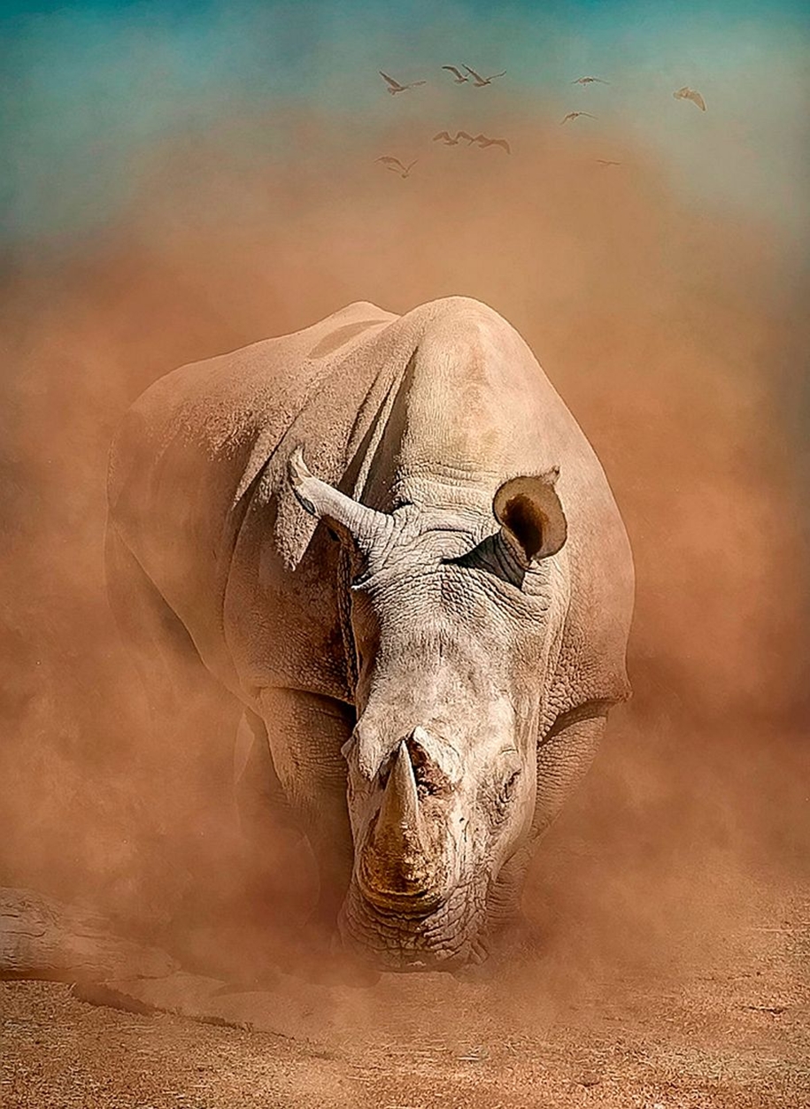 Победители конкурса фотографий животных Creatures Great and Small Победители конкурса фотографий животных Creatures Great and Small