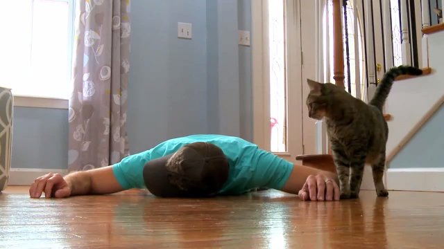 Реакция кошки на «смерть» хозяина Реакция кошки на «смерть» хозяина