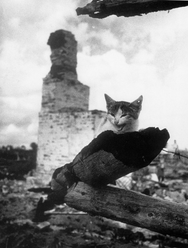 «На пепелище г. Жиздра. Кошка с простреленным ухом». Михаил Савин. 1943 год