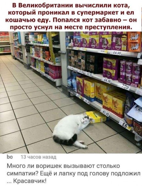 Осенние пятничные котики Осенние пятничные котики