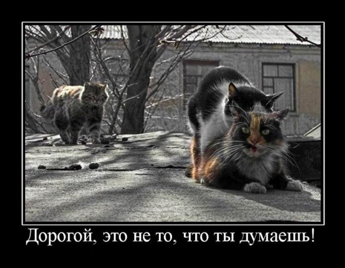 Позитивные и веселые демотиваторы для улыбки (11 фото) Позитивные и веселые демотиваторы для улыбки (11 фото)