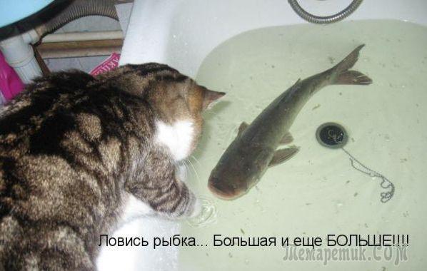 Мир глазами кота