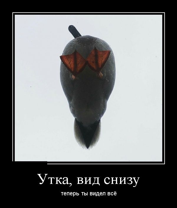 Демотиваторы (30 фото) Демотиваторы (30 фото)