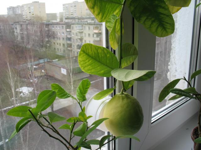 продаются комнатные лимоны - Екатеринбург