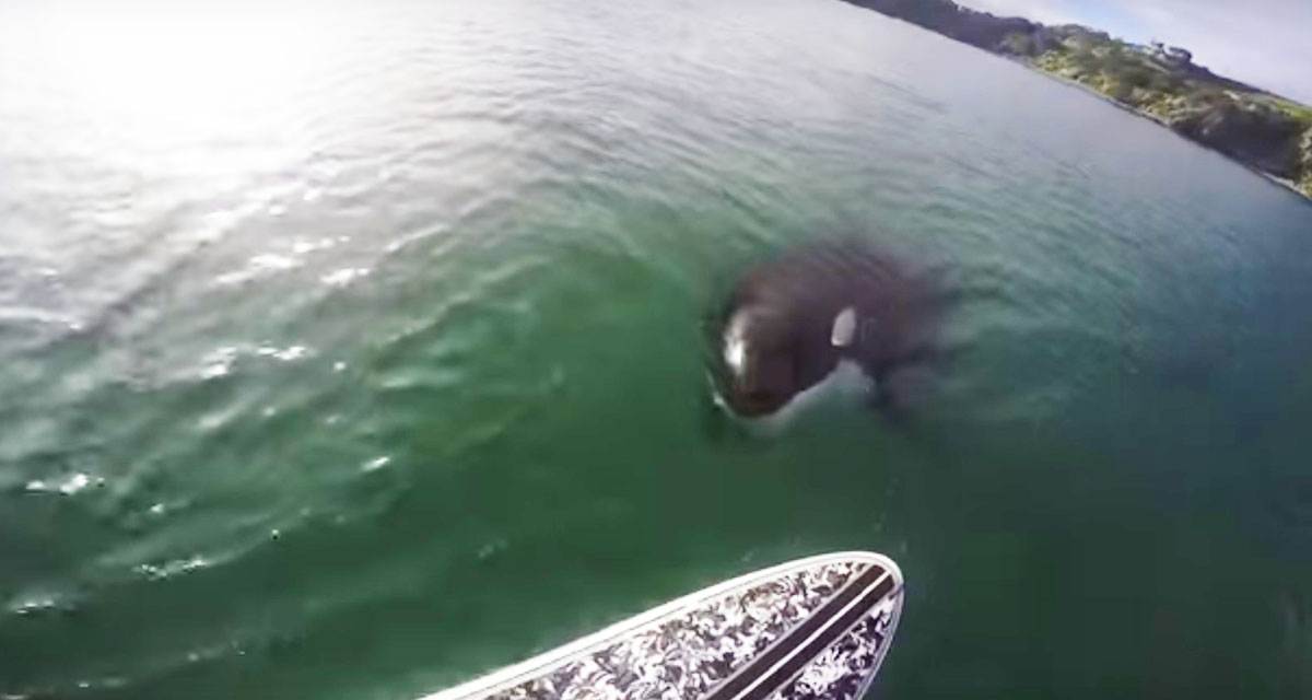 Парень просто катался на Paddle Board, но внезапно в воде он увидел это! Парень просто катался на Paddle Board, но внезапно в воде он увидел это!