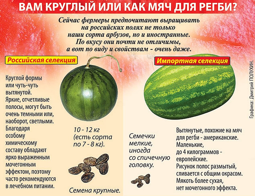 В продаже сегодня можно встретить не только отечественные, но и заграничные сорта арбуза. Фото: Дмитрий ПОЛУХИН