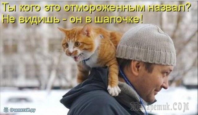 Мир глазами кота