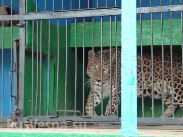 Лагерь смерти для животных: приехавший в Рязань передвижной зоопарк шокировал всех Лагерь смерти для животных: приехавший в Рязань передвижной зоопарк шокировал всех