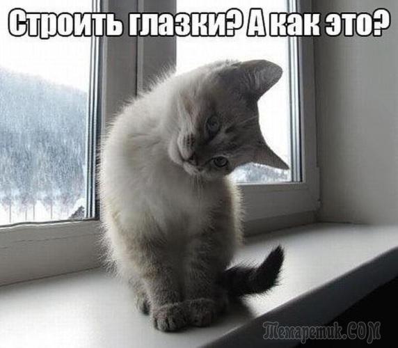 Мир глазами кота