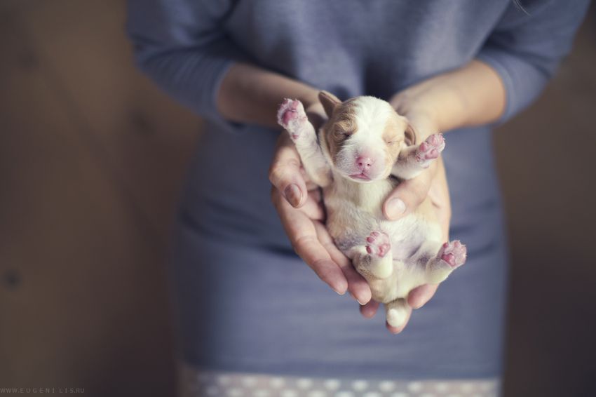 ������  �����, ������, �����, �������������, ��������, ����������