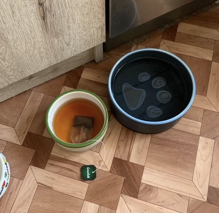 Ситуации, которые поймут только владельцы кошек
